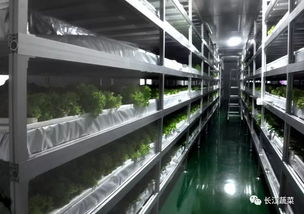 厉害了 生态化种植助力芦笋远销全国,植物工厂打造现代高端农业
